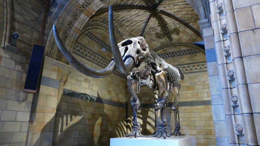 Natural History Museum