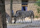 London Zoo